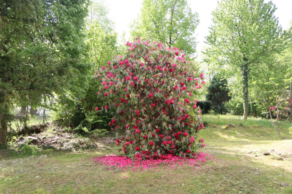 Kleines Haus inmitten der Natur – Valsolda – Foto 5